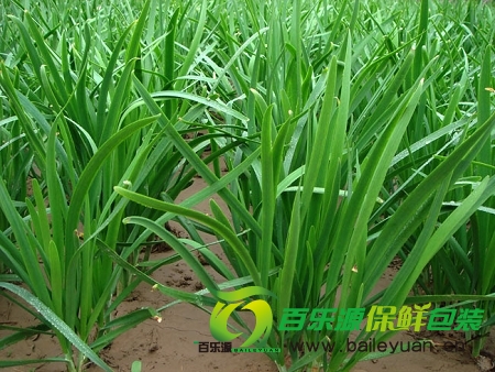 韭菜真能壯陽嗎？