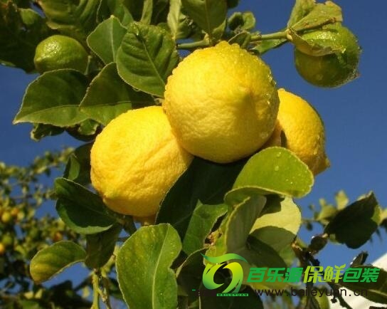 檸檬樹(shù)種植時(shí)需要注意那些？